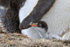 Gentoo Penguin chick by parent's wing, Sea Lion Island, Falklands