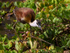African Jacana (immature) walking on water plants
