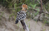 Hoopoe
