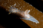 Polycera quadrilineata