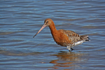 Black-tailed Godwit
