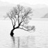 Boat, Duck, and Tree - Lake Wanaka