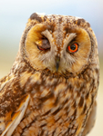 Long-eared Owl  Asio otus-3425