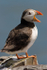 Puffin