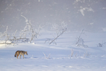 Coyote in misty winter scene, Yellowstone National Park