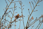 Woodlark
