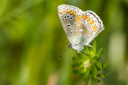 Eschers Blue