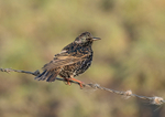 Starling - Sturnus vulgaris