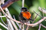 Red Wren Young Male 1