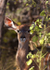 Female Kudu