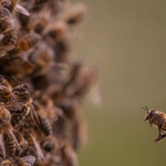 Dave Bolton-Gold Medal-The Honey bee flies home