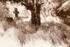 Bradwell Churchyard, Infrared