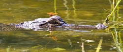 Aligators _0030