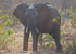 Defensive Elephant. Botswana