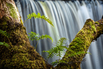 Tree ferns at Sgwd Ddwli Uchaf Upper Gushing Falls