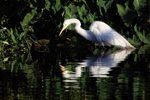 Great Egret hunting early morning, Gatorland, Florida