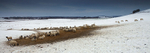 Sheep in Winter