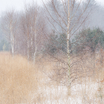 EAST QUARTER LINE, CHARLOTTVILLE - NORFOLK COUNTY