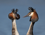Great Crested Grebe - Podiceps cristatu