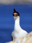 Imperial Shag head above slope, Carcass Island, Falklands