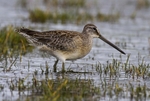 Long Billed Dowitcher