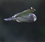 Short Eared Owl