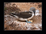 Booby with eggs