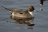 Pintail
