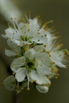 Blossom Cluster