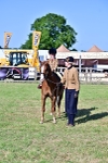 Class 103 - 105 - TSR Ridden Amateur of the Year Plaited Ponies portfolio