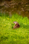 european otter lutra lutra-1223