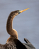 Anhinga (female / immature) close view, Viera Wetlands, Florida