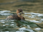 Little Grebe portfolio