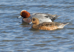 Eurasian Wigeon 1