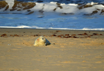 Atlantic Grey Seal