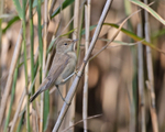 Reed Warbler - Acrocephalus scirpaceus