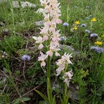 Hybrid Orchis - Orchis x colemanii ( Orchis mascula x O. pauciflora)