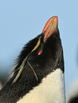 Rockhopper Penguin looks skyward, Sea Lion Island, Falklands
