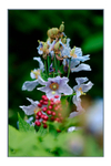 Meconopsis betonicifolia 2