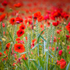 EF6A1865_Poppy Crop