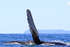 Humpback Whale, Drake Bay, Costa Rica