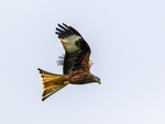 Red Kite