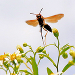 Northern Paper Wasp (Polistes fuscatus)