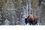 Bison standing still, tree background, Yellowstone National Park