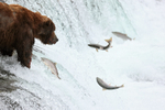 Brown Bear watches mutliple salmon jumping out of reach, Brooks Falls