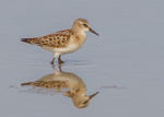 Little Stint 1