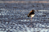 SBW015: Oystercatcher Preening