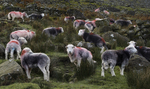 Herdwicks, Stonethwaite