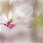 Magnolie 2