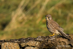 Taking a break! - Kestrel